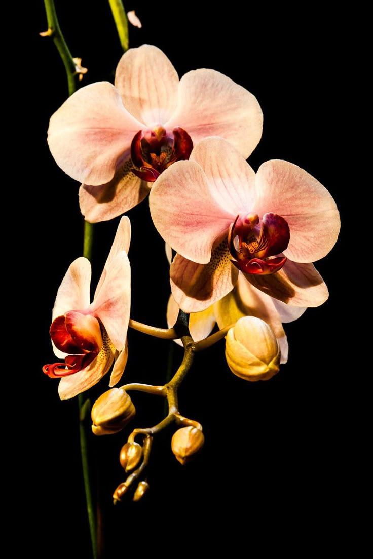 Whimsical Whiff of Wildflowers Array